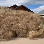 tumbleweeds